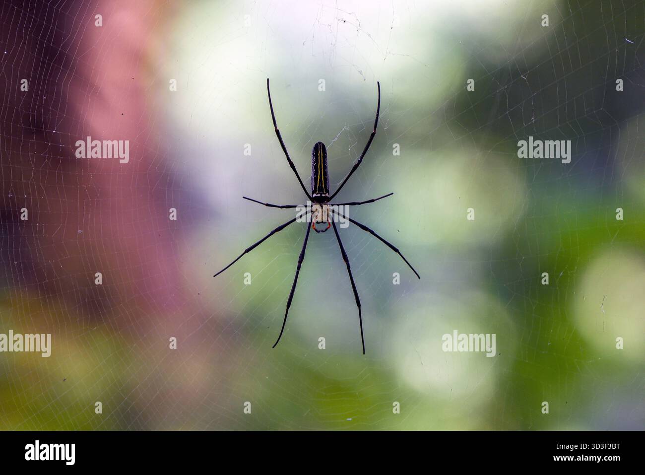 Zarte Spinne im Web-Zentrum mit bunten, unscharfen Hintergrund in Gartenszene im Freien Stockfoto