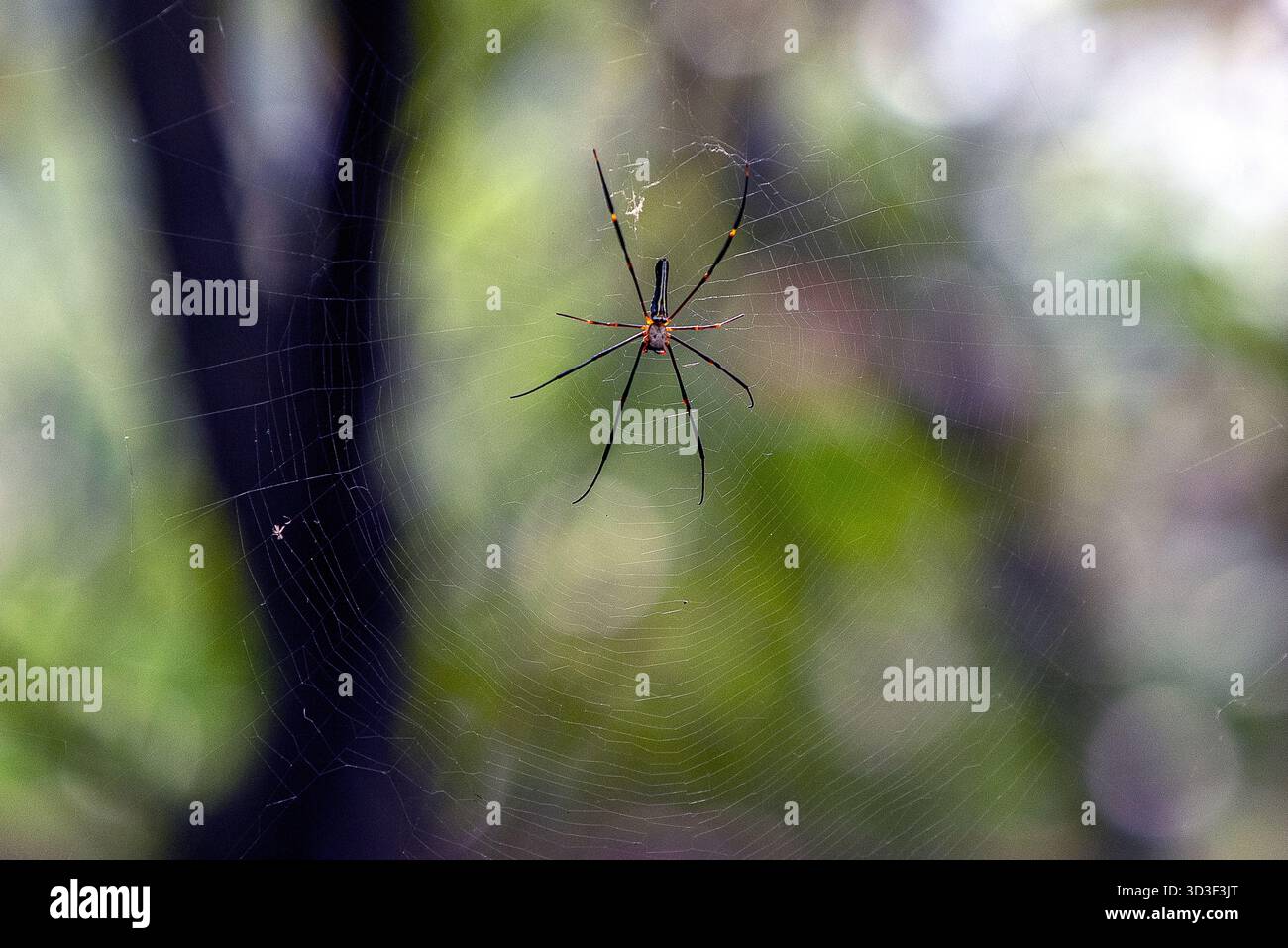 Zarte Spinne im Web-Zentrum mit bunten, unscharfen Hintergrund in Gartenszene im Freien Stockfoto