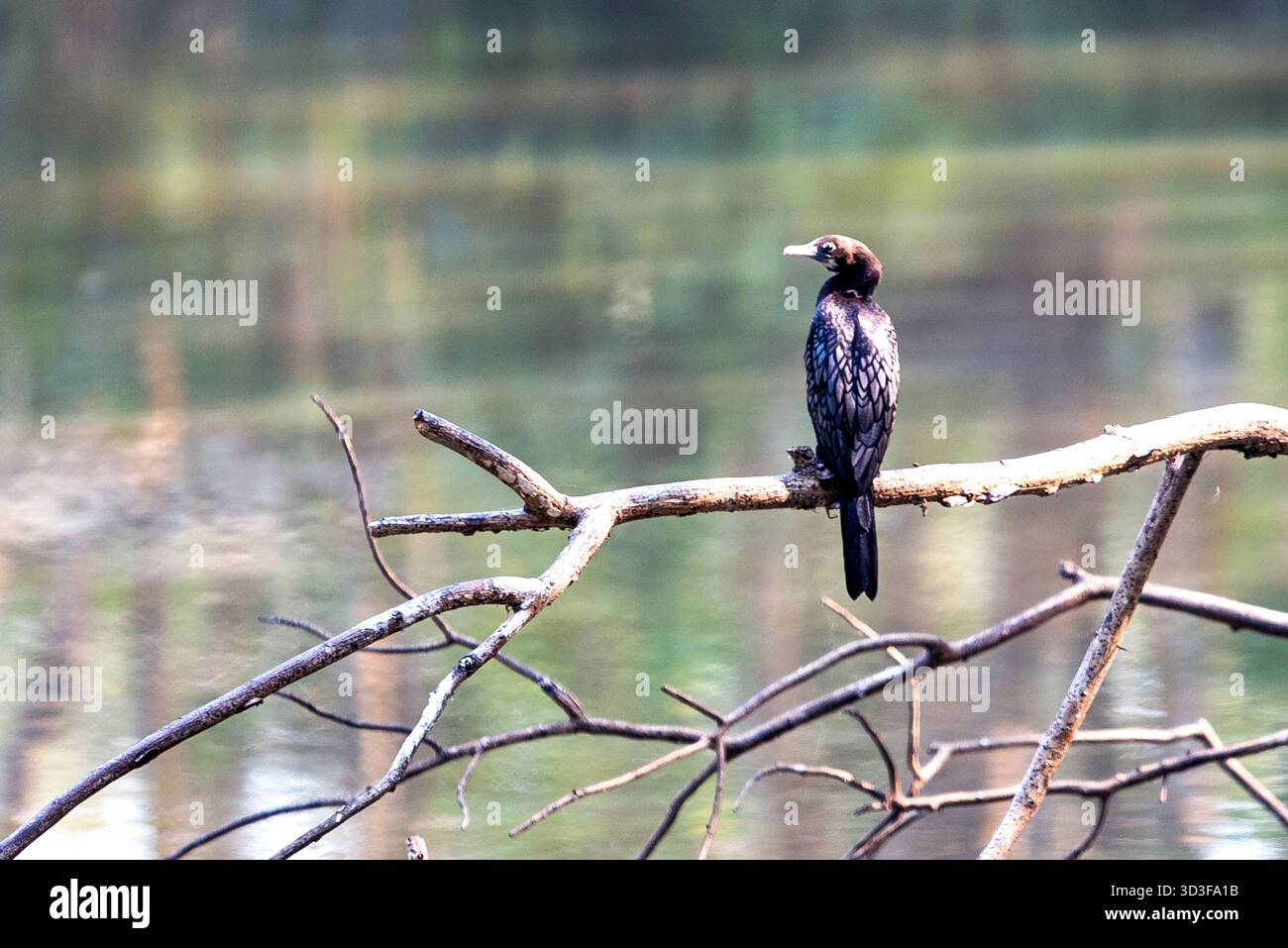 Schwarzer Kormoran, der auf Einem Zweig über ruhigem Wasser bei Dämmerung oder Dämmerung thront Stockfoto
