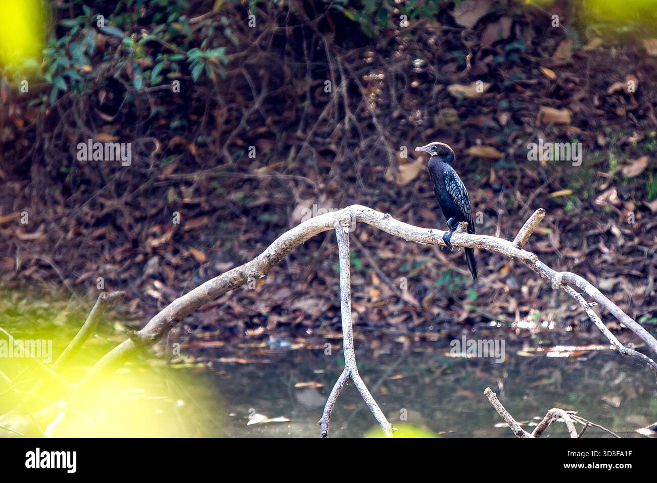 Schwarzer Kormoran, der auf Einem Zweig über ruhigem Wasser bei Dämmerung oder Dämmerung thront Stockfoto