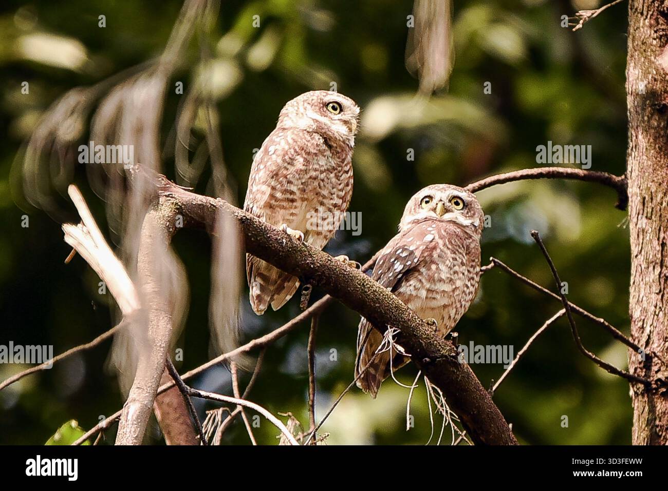 Zwei Eulen auf einem Zweig in einer friedlichen Waldszene Stockfoto
