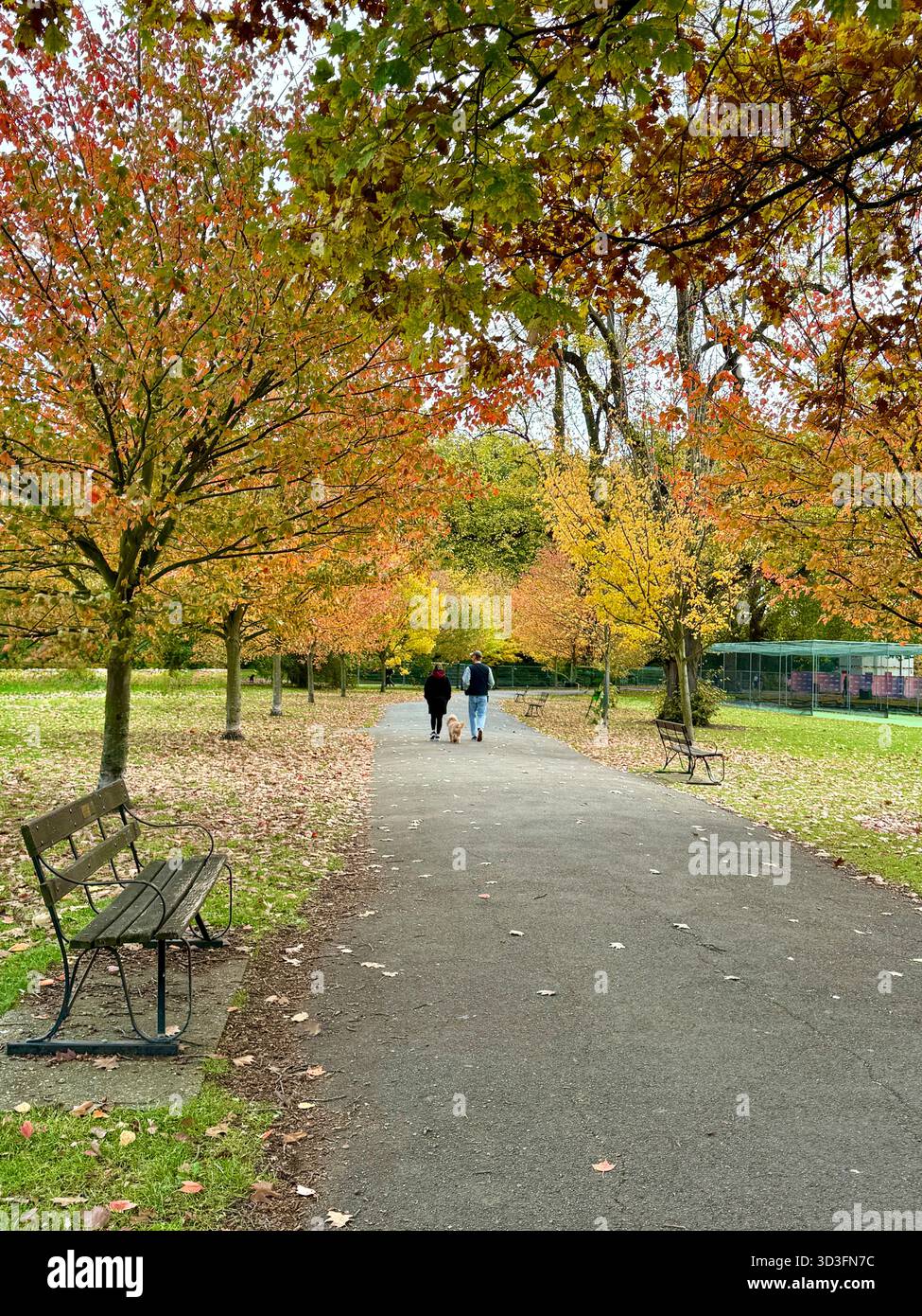 Nicht wiedererkennbare Paare, die ihren Hund im Park mit farbenfrohen orange und goldenen Herbstblättern auf den Bäumen spazieren gehen. In einem Park. Stockfoto