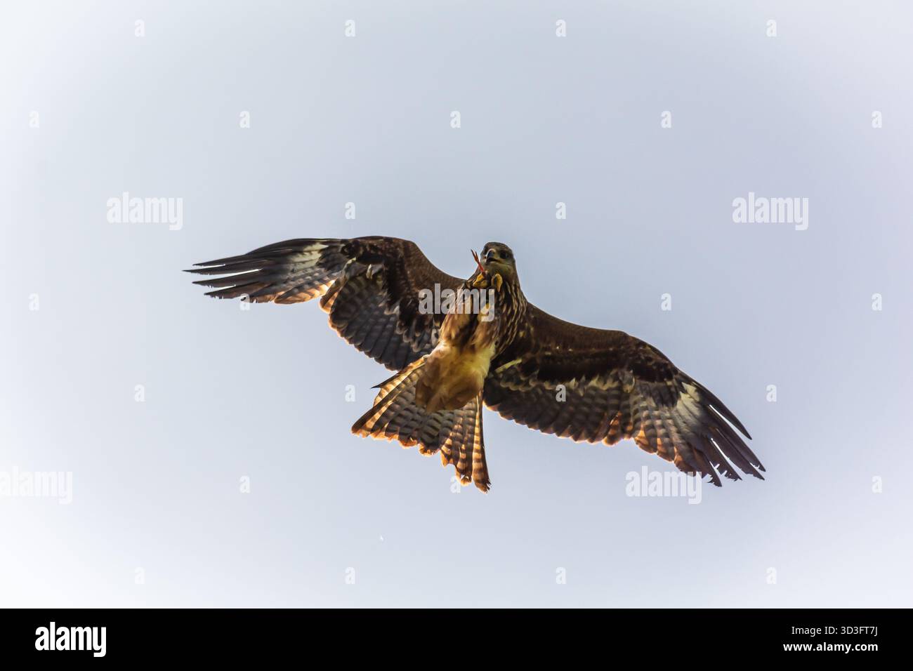 Rotes Kit, das Fleisch während der Präsentation in Warwick Castle, Warwickshire, fängt Stockfoto