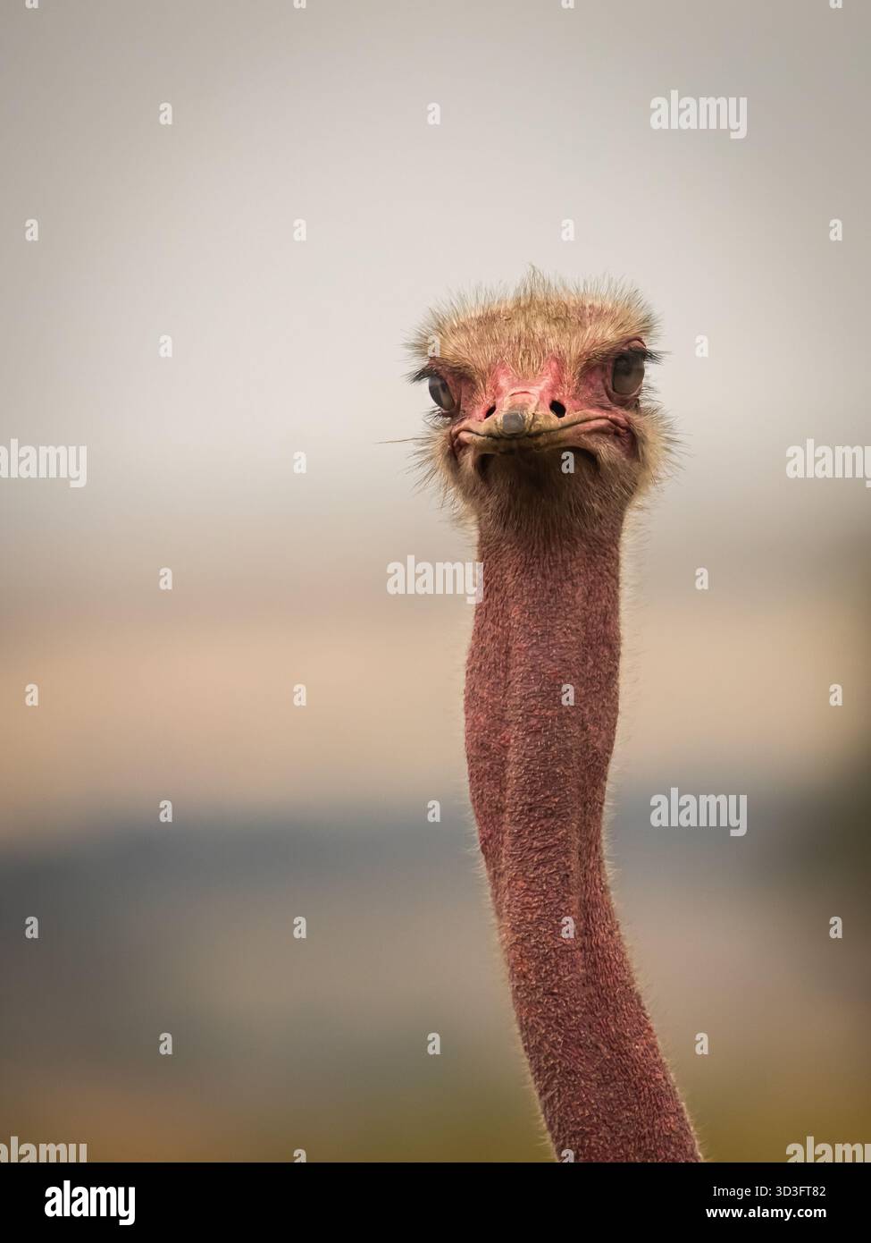 Gemeiner Strauß in der Kenia-Savanne Stockfoto