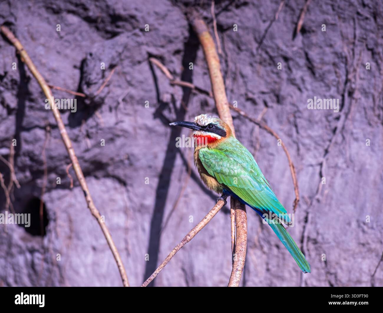 Afrikanischer Bienenfresser in der Nähe von Nestern der afrikanischen Savanne Stockfoto