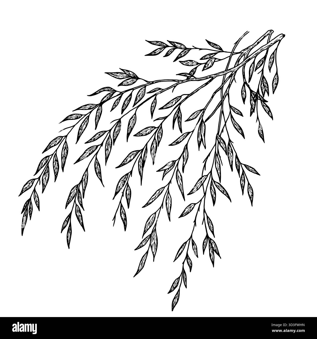 Ein Zweig mit anmutigen, dünnen Blättern. Vektorabbildung. Weiden- oder Eukalyptuszweige isoliert auf weißem Hintergrund. Botanische Illustration. Design e Stock Vektor
