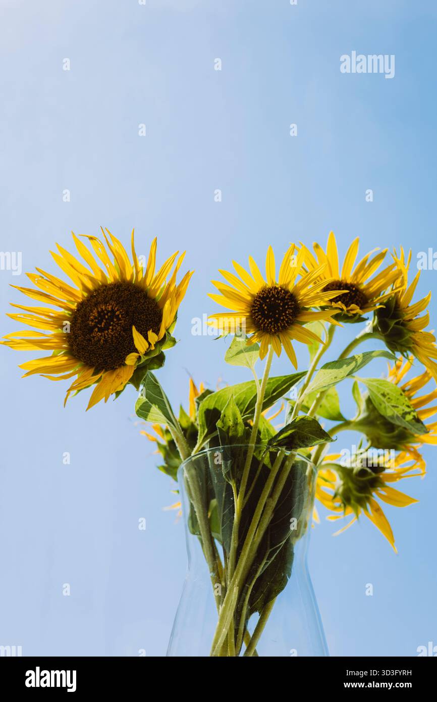 Leuchtend gelbe Sonnenblumen in einer klaren Glasvase stehen leuchtend vor einem hellblauen Himmel und zeigen die Schönheit und Frische der Natur, perfekt für Zuhause Stockfoto