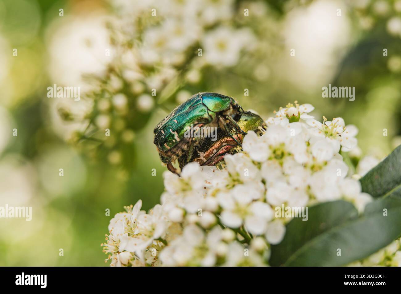 Ein lebendiger Cetonia aurata-Käfer, der auf zarten weißen Blüten thront und die Details und Texturen des Insekts und der Blüten in diesem feinen Ar zeigt Stockfoto