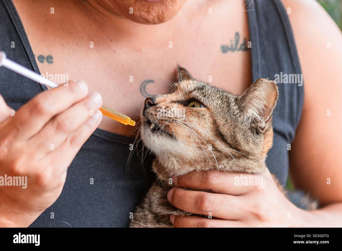 Eine Frau verabreicht einer Katze sanft flüssige Medikamente mit einer Spritze, um die richtige Tierpflege zu demonstrieren. Die Katze wird ruhig in ihrem Arsch gehalten Stockfoto