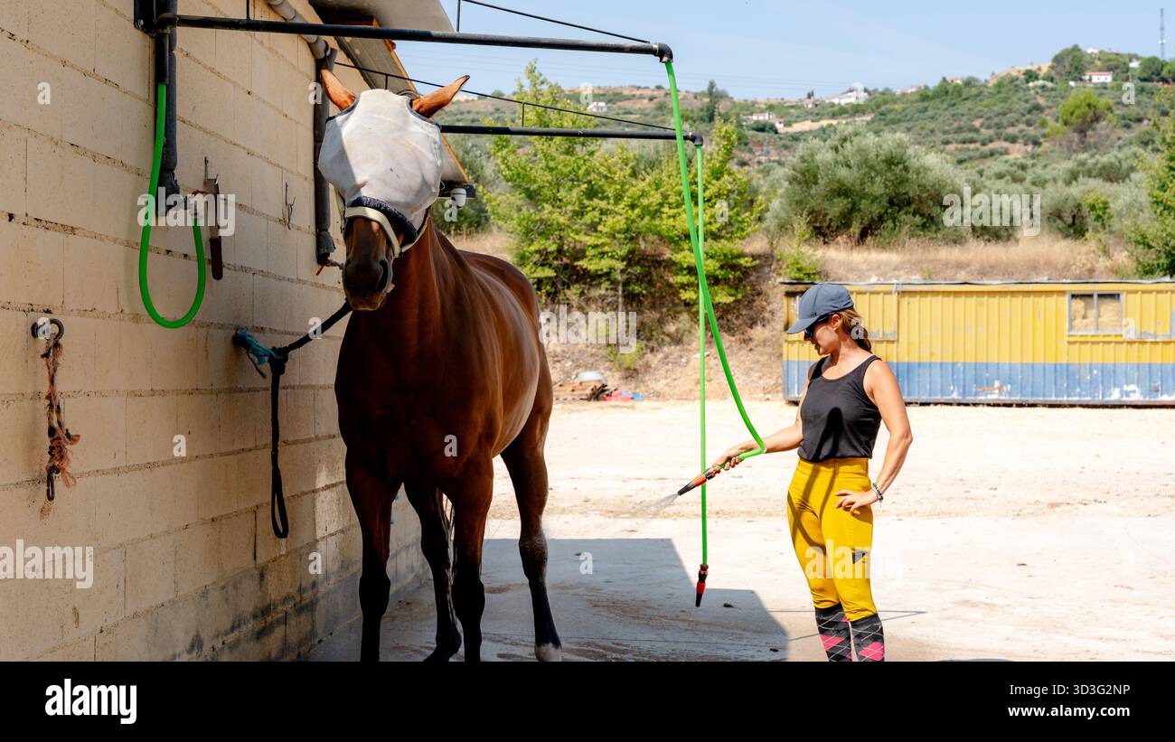 Ein Pfleger wird gesehen, wie er ein Pferd außerhalb eines Stalls pflegt, betont die Bedeutung der richtigen Pflege und Organisation für die Erhaltung der Gesundheit und Wohlbefinden Stockfoto