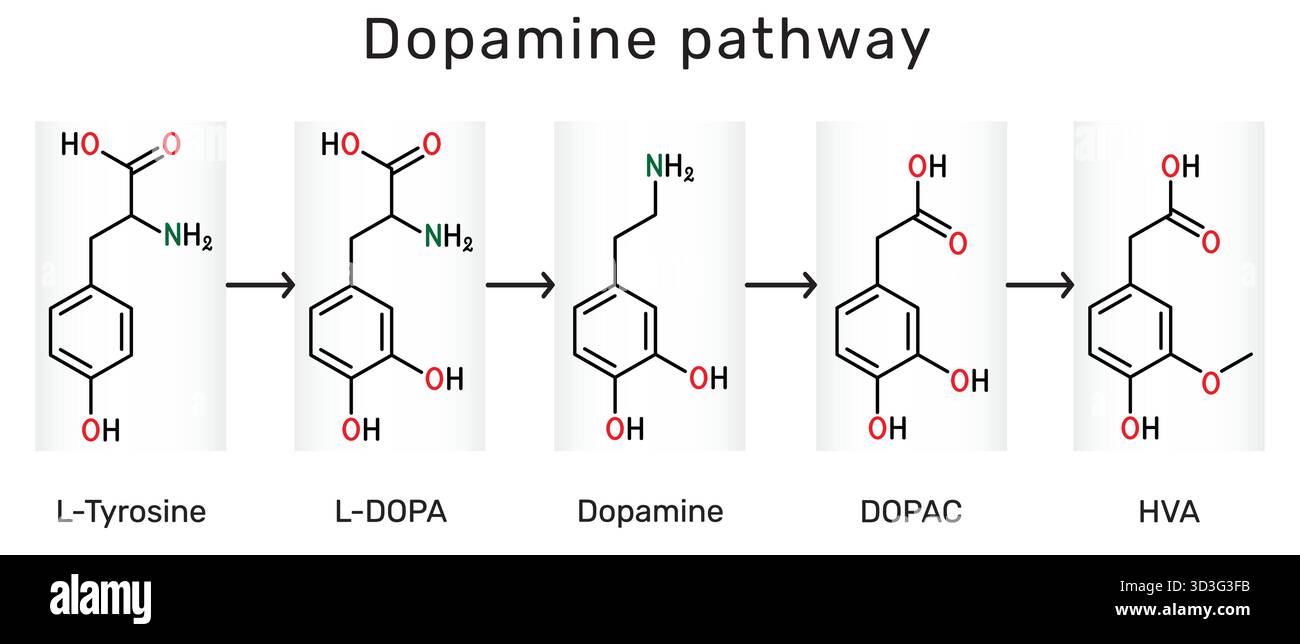 Dopaminwegmolekül. Strukturformeln von L-Tyrosin, L-DOPA, Dopamin, DOPAC, HVA (Homovanillsäure). Vektorabbildung Stock Vektor
