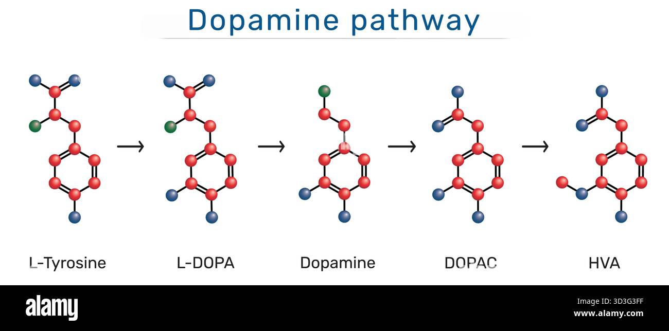 Dopaminwegmolekül. Strukturformeln von L-Tyrosin, L-DOPA, Dopamin, DOPAC, HVA (Homovanillsäure). 3D-Molekularmodell. Vektorillustratio Stock Vektor