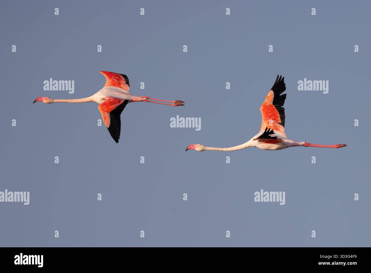 Große Flamingos (Phoenicopterus roseus) fliegen über eine Lagune in der Camargue, Frankreich. Stockfoto