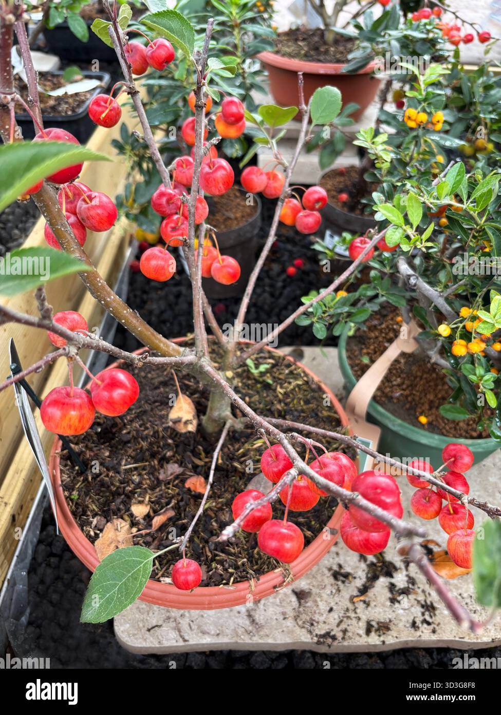 Malus 'Evereste' Bonsai-Baum in einer Pflanzenzüchtung. Apfelbonsai. Dekorative Pflanze. Perfekt für Blumen- und botanische Themen. Gartenidee. Stockfoto