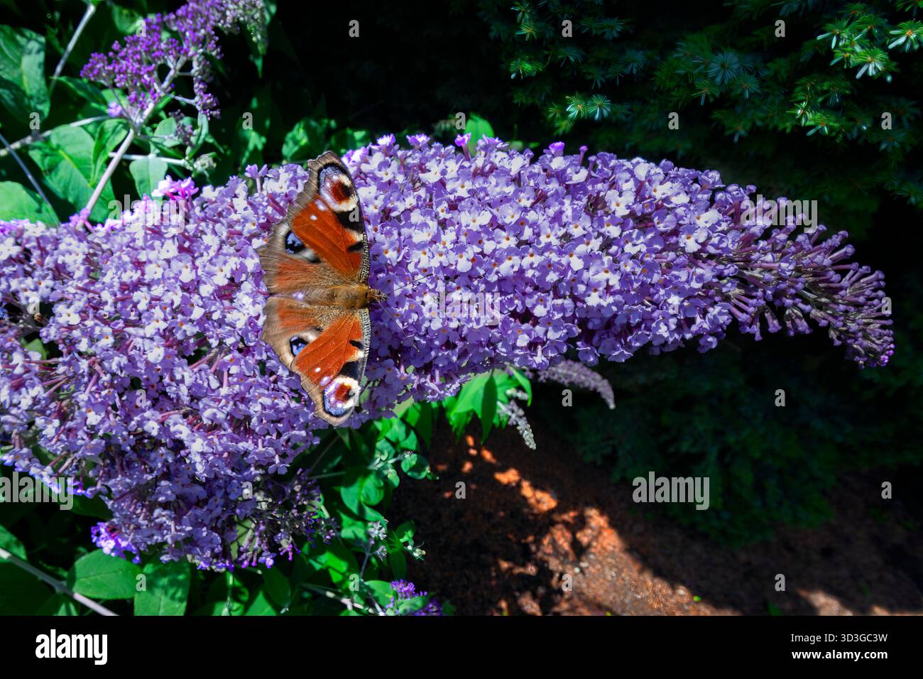 Pfauenfalter aus violetter Buddleia-Blüte Stockfoto