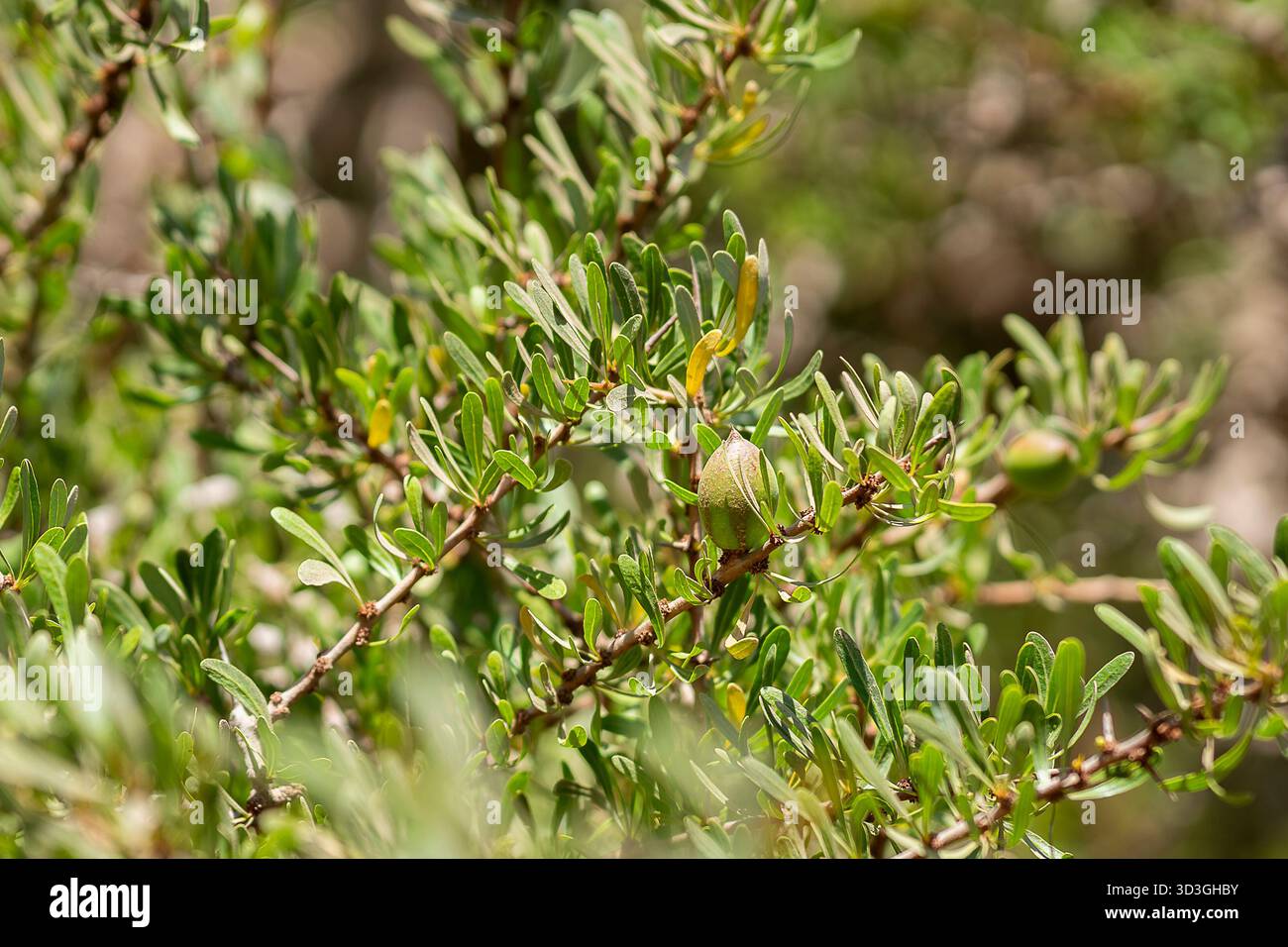 Arganfrucht (Argania spinosa). Arganbaum mit reifenden Früchten. Der Arganbaum ist ein Endemit im halbwüstlichen Sous-Tal in Marokko. Stockfoto