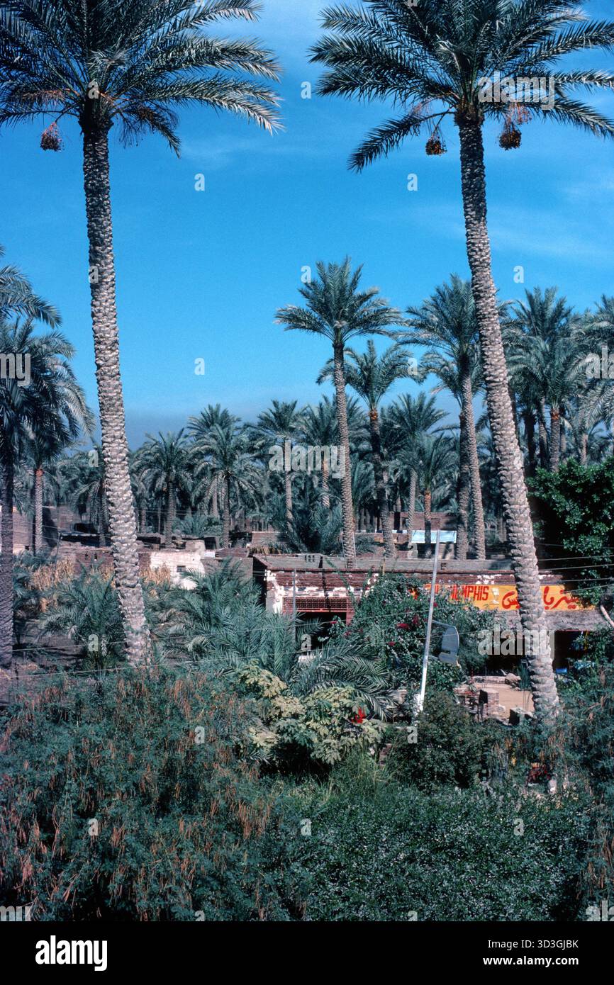 Memphis Egypt 1976 – Allgemeine Ansicht von Dattelpalmen und üppiger Vegetation in den Ruinen von Memphis, der alten Hauptstadt von Niederägypten, in der Nähe des heutigen Dorfes mit Rahina, etwa 20 Kilometer südlich von Kairo in Ägypten Stockfoto