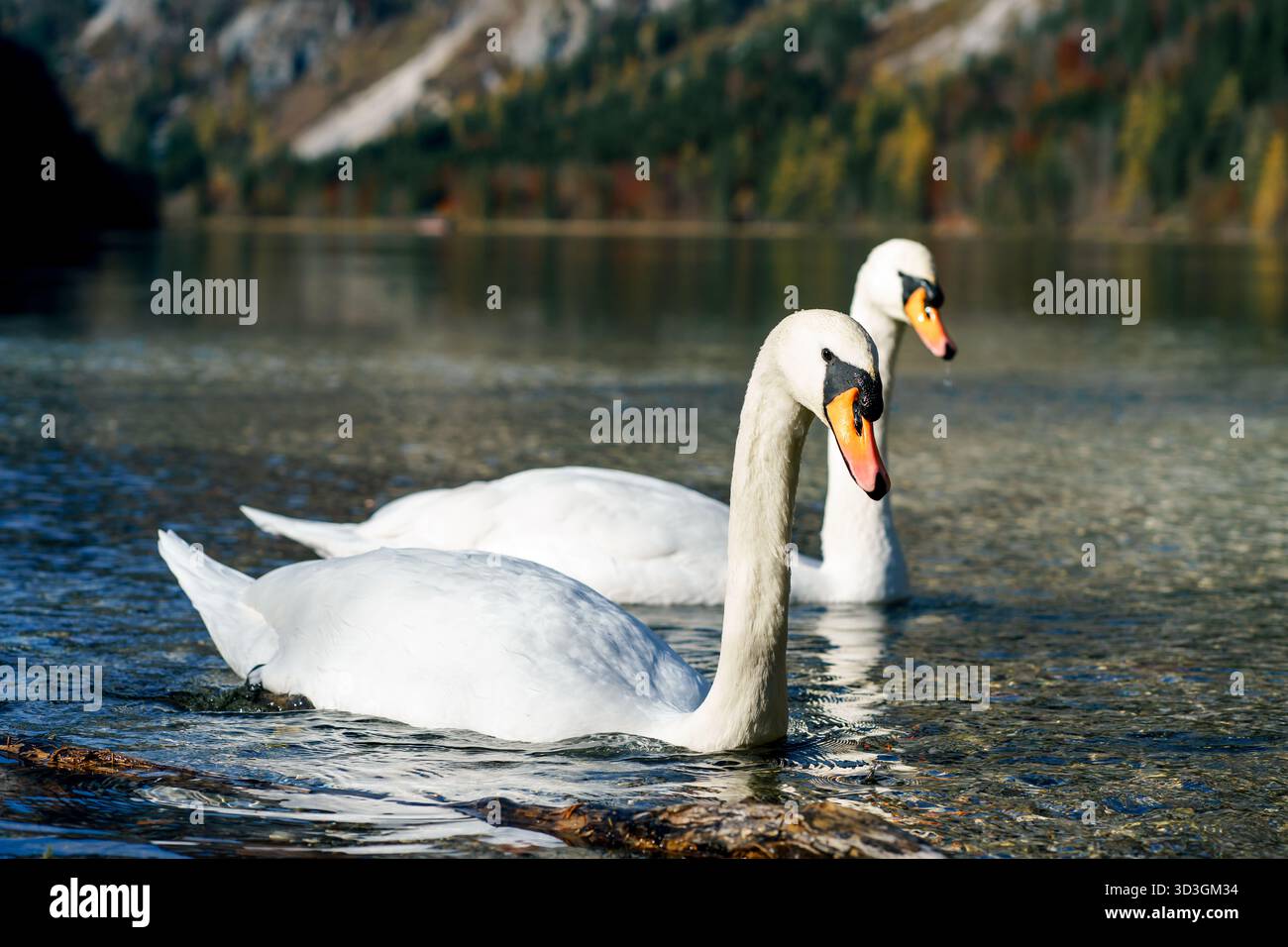 Anmutige weiße Schwäne gleiten friedlich auf einem ruhigen Bergsee mit bewaldeten Hügeln im Hintergrund, die Liebe und Harmonie symbolisieren Stockfoto