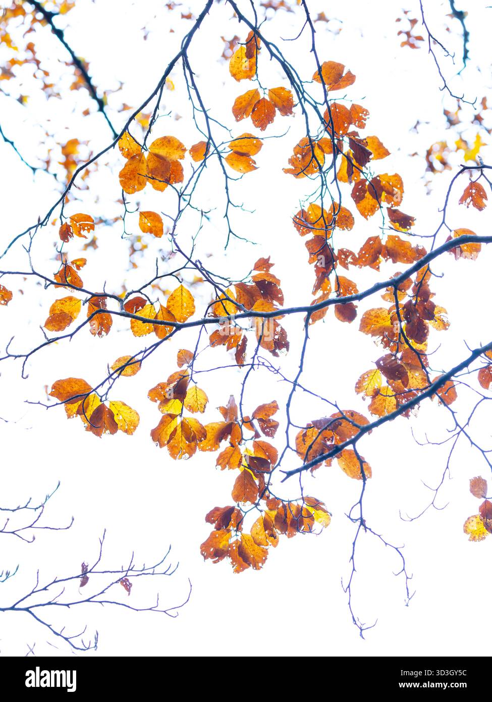 Details des Herbstwaldes in der Schlucht von Boca del Infierno. Hecho Valley. Region La Jacetania. Huesca. Aragonien. Spanien. Europa Stockfoto