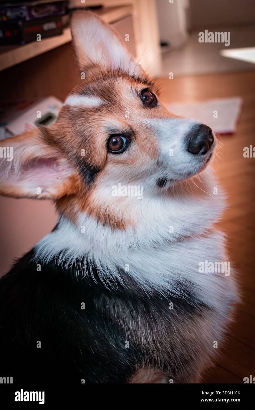Ein entzückender Corgi pembroke Hund mit großen Augen und Ohren. Stockfoto