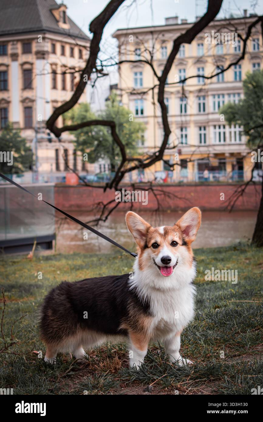 Pembroke Corgi auf einem Spaziergang. Stockfoto