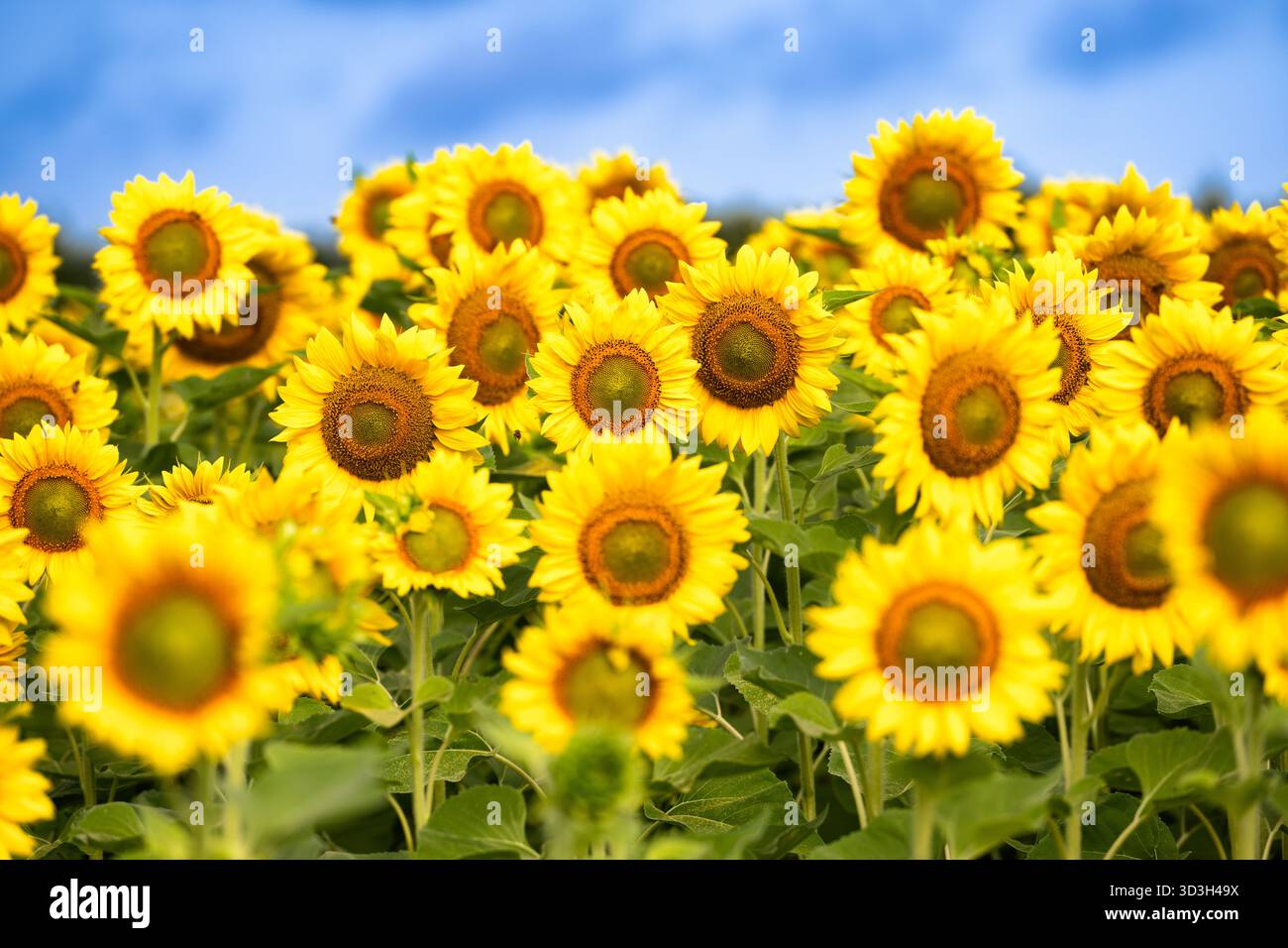 Sonnenblumen in Virginia Countryside // VIRGINIA, USA — Ein Feld mit hellgelben Sonnenblumen (Helianthus annuus) ist in Virginia Countryside zu sehen. Diese legendären Blumen sind bekannt für ihre großen, auffälligen Blütenköpfe und werden für ihre essbaren Samen und Öle angebaut. Sonnenblumen sind in Nordamerika heimisch und werden als landwirtschaftliche Nutzpflanzen und Zierpflanzen weit verbreitet angebaut. Ihre leuchtenden Blüten sind typischerweise der Sonne gegenüber zu sehen und verfolgen ihre Bewegungen über den Himmel. Diese ländliche Landschaft unterstreicht die natürliche Schönheit und den landwirtschaftlichen Reichtum von Virginia. Stockfoto