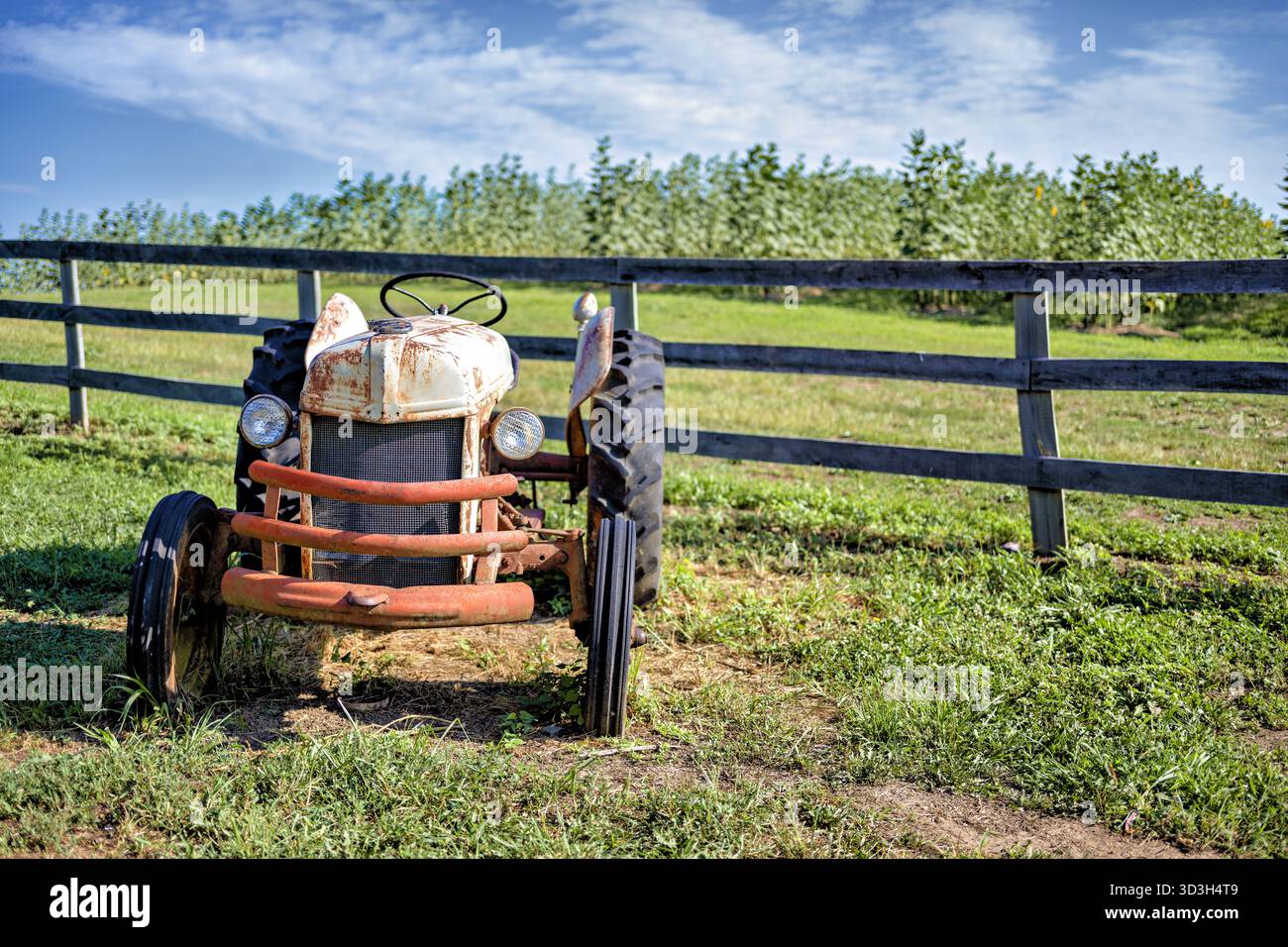 Oldtimer Ford Farm Traktor Burnside Farms Nokesville Virginia // NOKESVILLE, VIRGINIA — Ein Oldtimer Ford 8N Farmtraktor, der sich durch seine weiße Motorhaube und das orange Chassis auszeichnet, wird auf Burnside Farms ausgestellt. Diese legendären Traktoren wurden von Ford von 1947 bis 1952 produziert und waren von entscheidender Bedeutung für die amerikanische Landwirtschaft nach dem Zweiten Weltkrieg. Burnside Farms ist ein Familienbetrieb in Nokesville, Virginia, der für seine saisonalen Feste und landwirtschaftlichen Veranstaltungen bekannt ist. Der Bauernhof verfügt oft über historische Landwirtschaftsgeräte als Teil seiner lehrreichen Ausstellung, die das landwirtschaftliche Erbe der Region feiert. Stockfoto