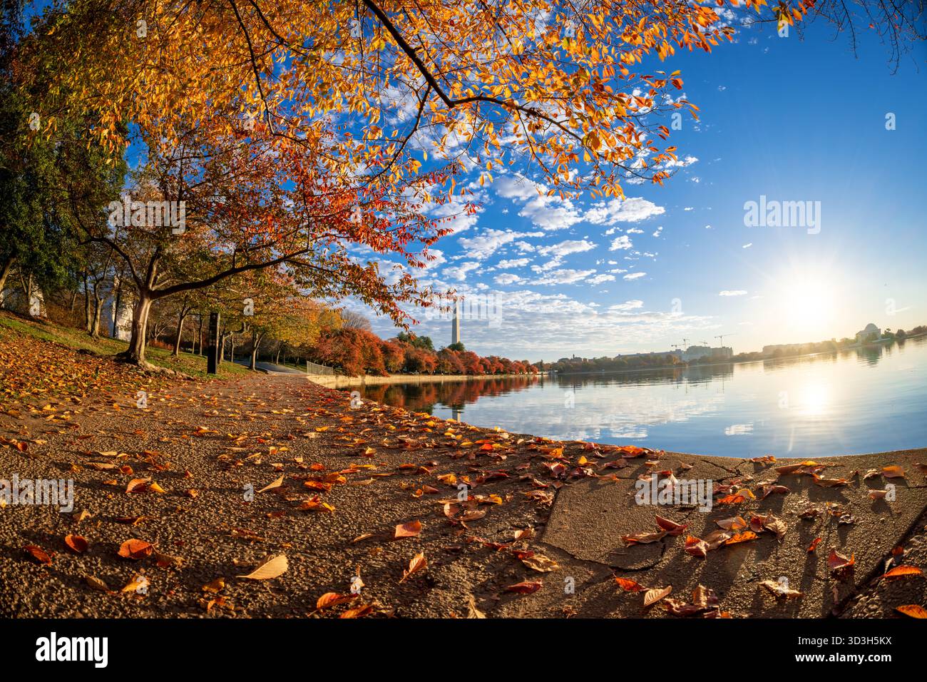 TIDAL Basin Fall Colors Washington DC // WASHINGTON DC – die Herbstfarben der Kirschbäume am Tidal Basin werden wenige Minuten nach Sonnenaufgang durch goldenes Sonnenlicht beleuchtet. Das berühmte Washington Monument ist in der Ferne sichtbar, während sich das Jefferson Memorial im ruhigen Wasser spiegelt. Diese malerische Gegend im West Potomac Park ist bekannt für ihre Kirschblüten im Frühling und das lebhafte Laub im Herbst. Das Tidal Basin ist ein künstliches Reservoir im Herzen der Hauptstadt des Landes. Stockfoto