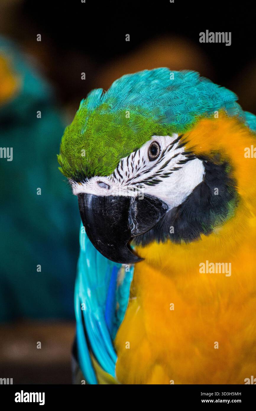 Arinae Parrow Stockfoto