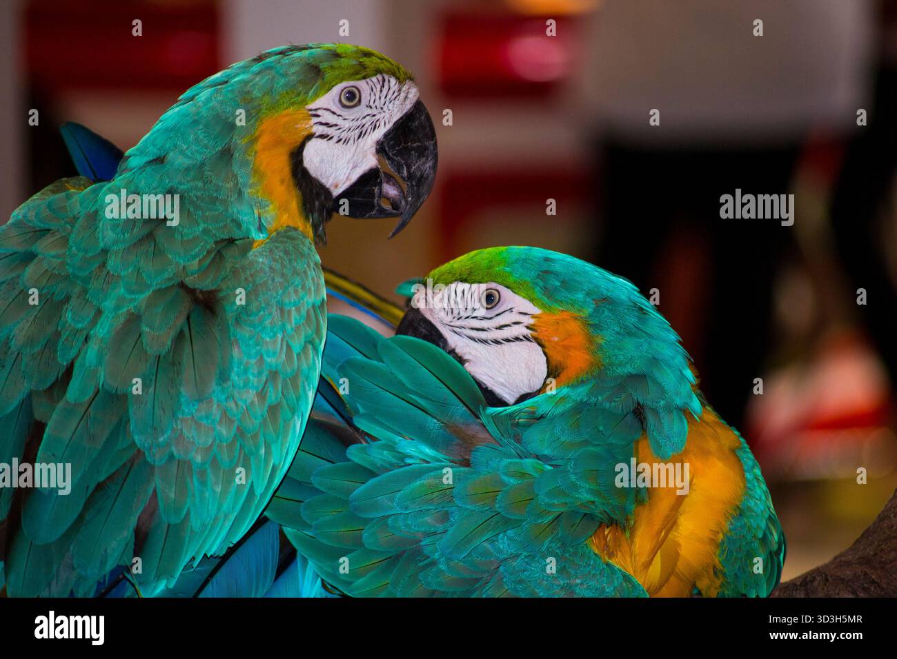 Arinae Parrow Stockfoto