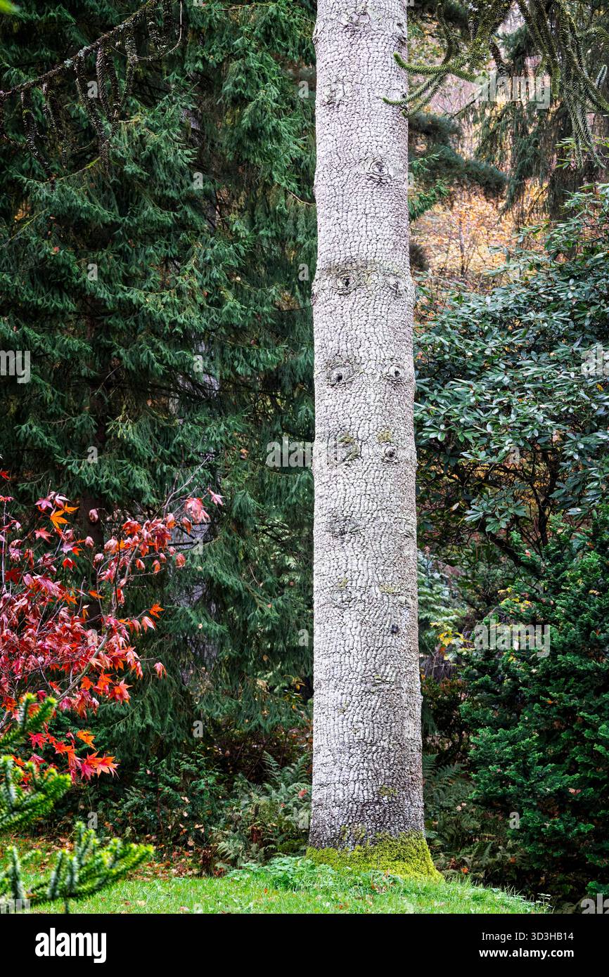Nahaufnahme eines Baumstamms des Affenpuzzles mit markanter strukturierter Rinde in Wiltshire, Großbritannien Stockfoto