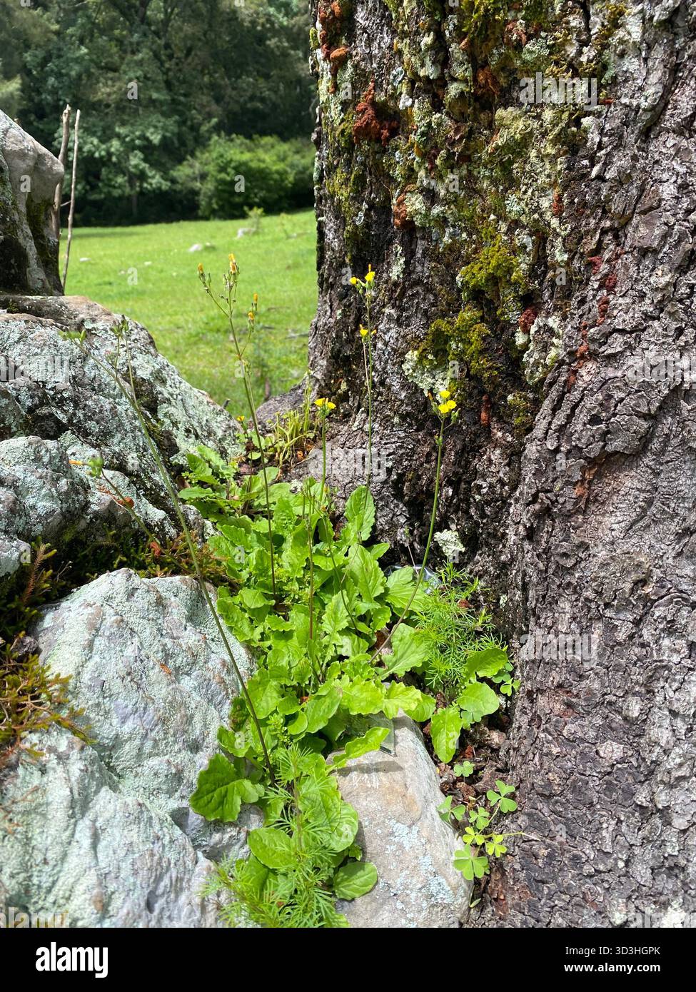 Kleine gelbe Wildblumen wachsen zwischen moosigen Felsen und dem Stamm eines Baumes in einem üppigen Wald. Pequeñas flores silvestres amarillas entre piedras - Smartphone-aufgenommenes Stockfoto