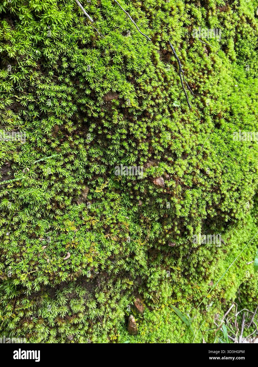 Nahaufnahme von lebendigem grünem Moos, das auf einer feuchten Felsoberfläche in der Natur wächst. Primer plano de Musgo verde vibrante creciendo sobre una superficie Rocosa. - Smartphone-aufgenommenes Stockfoto