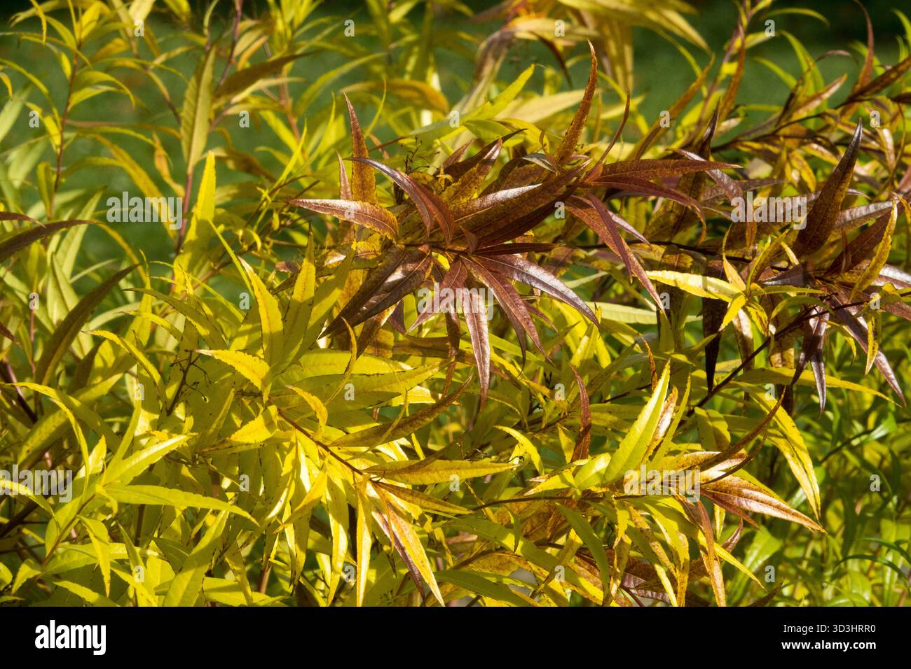Herbstfarbe Herbstsaison Oktober Farbstimmung im Garten Stockfoto