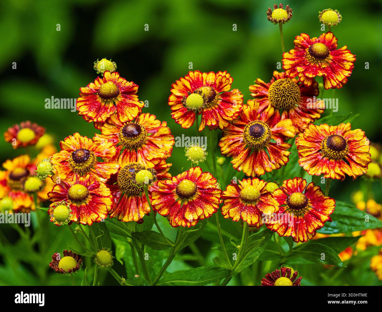 Rote, gelbe und orangene Blüten des lang blühenden, harten, ausdauernden Niesweeds, Helenium „Dose“ Stockfoto