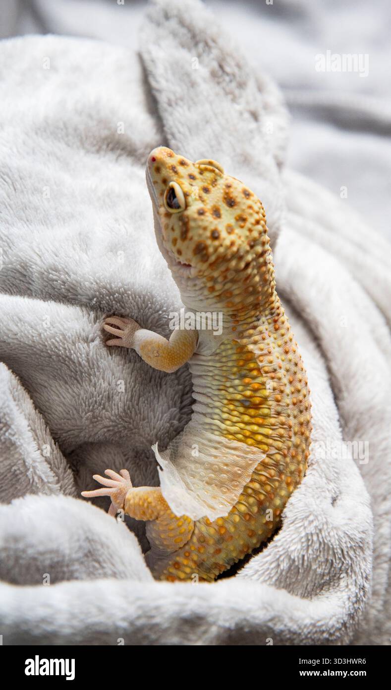 Gecko zeigt natürliche Farben in komfortabler Umgebung. Die Echse im Nahbereich entfernt die Haut Stockfoto