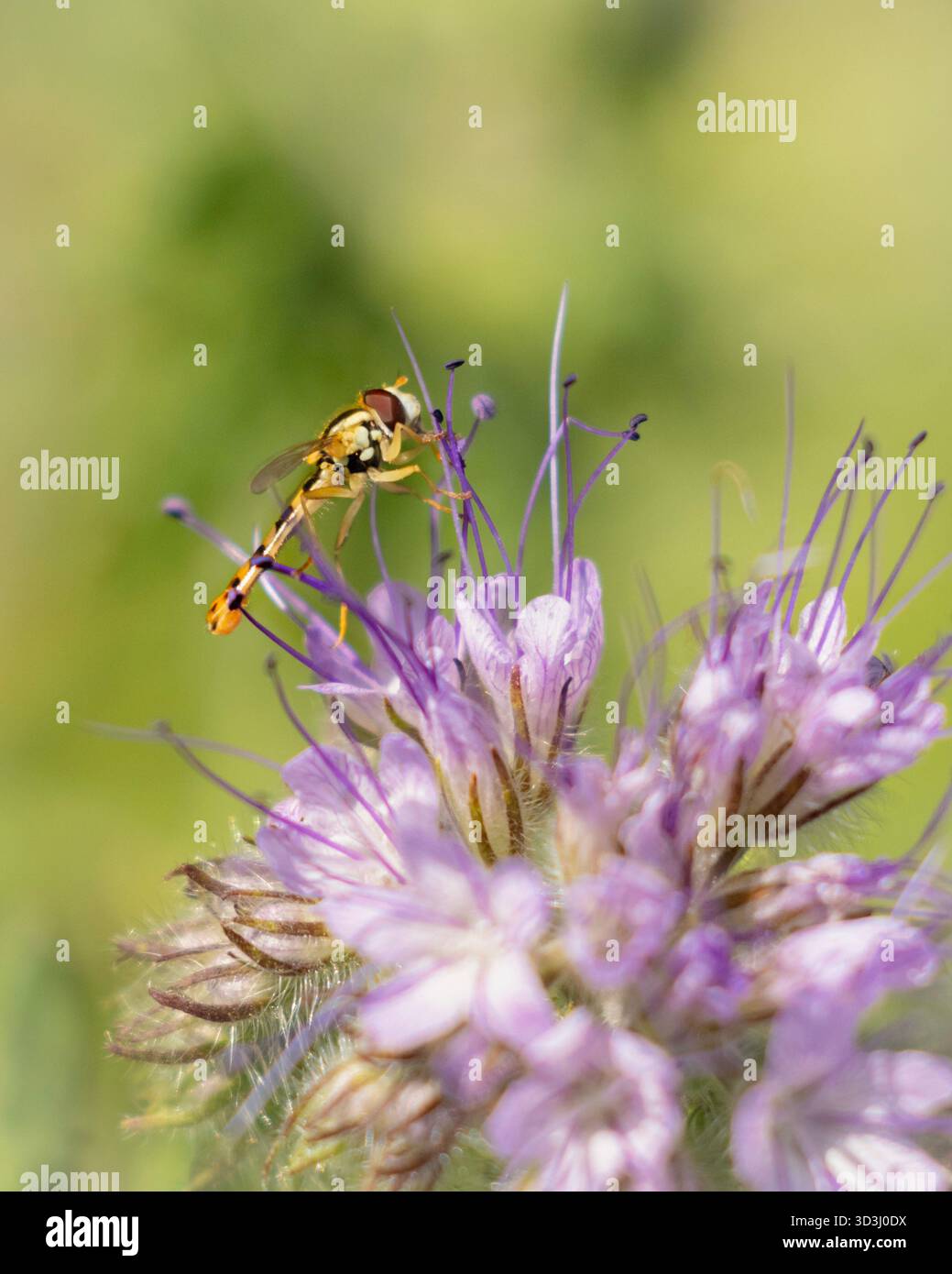 Hoverfly, Bedfordshire, Großbritannien Stockfoto