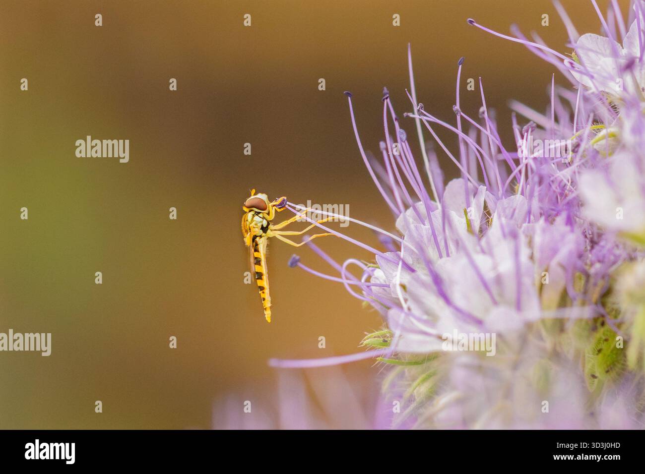 Hoverfly, Bedfordshire, Großbritannien Stockfoto