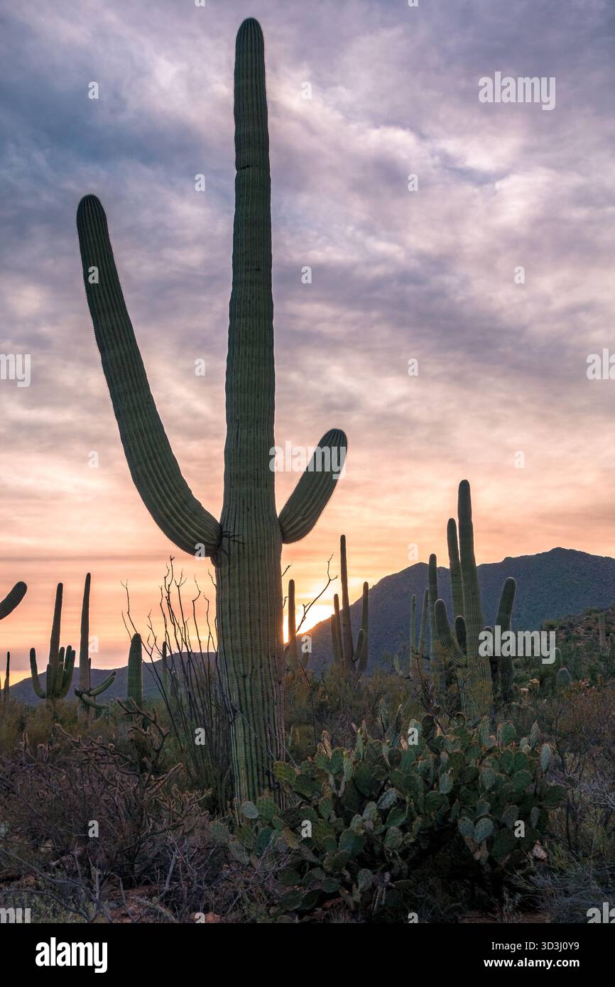 Die Saguaro Kaktus (Carnegiea gigantea) ist der grte Kaktus in den  Vereinigten Staaten gefunden und kann wachsen, so gro wie 40 bis 60 Fu  (12 bis 18 m). Es dauert ca. 35
