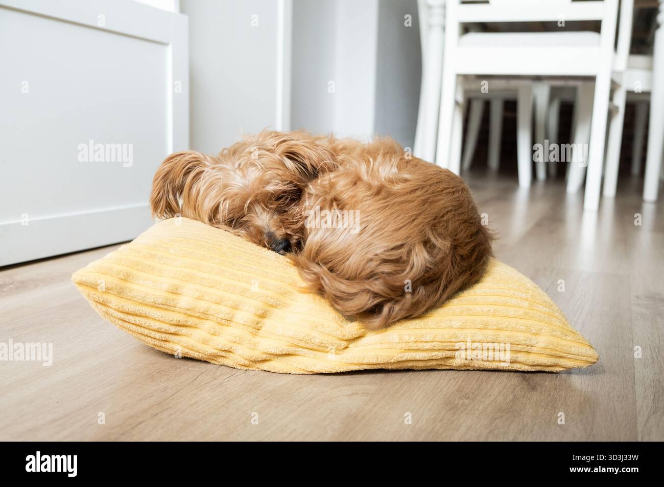 Niedlicher Hund mit lockigen Haaren, der friedlich auf einem gelben Kissen in einem hellen Innenraum schläft. Gemütlicher Lifestyle-Moment mit Ruhe, Komfort und Haustier-Frien Stockfoto