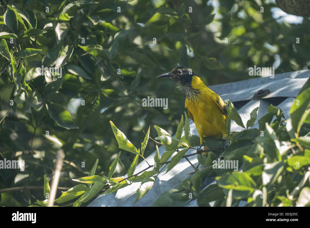 Ein gelber Vogel thront inmitten von dichten grünen Blättern, hervorgehoben durch Sonnenlicht in Netrokona, Bangladesch Stockfoto