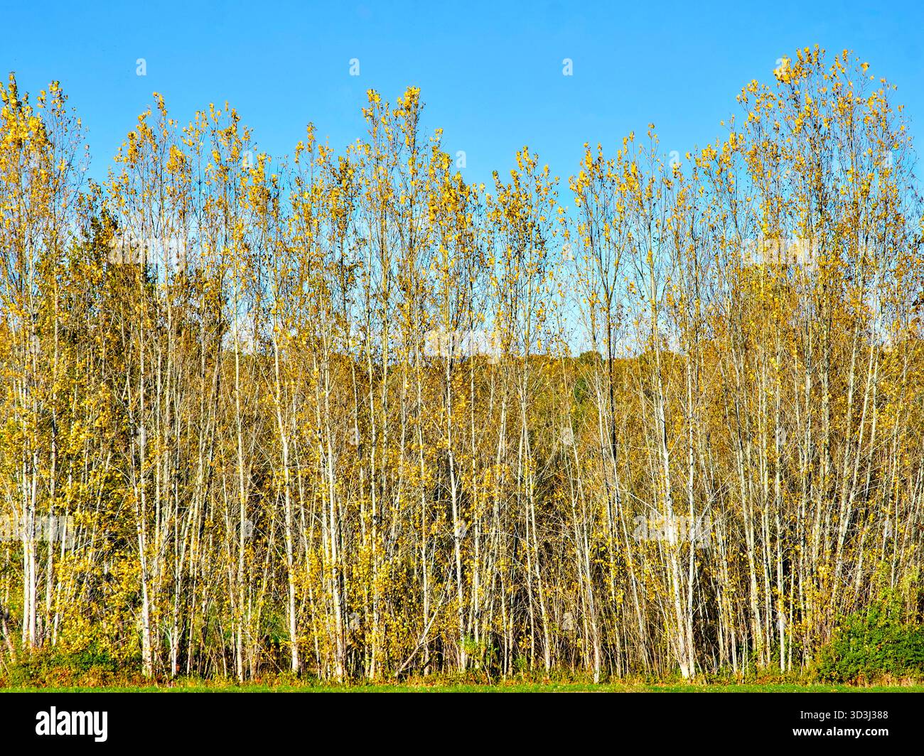Große Pappelsetzlinge verlieren im Herbst Blatt - Zentralfrankreich. Stockfoto