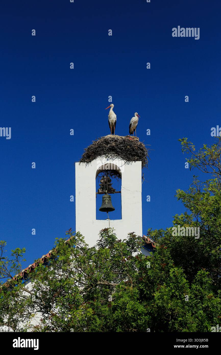 Ein paar Störche in Comporta, Portugal. Stockfoto