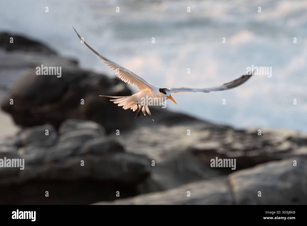 Ttern landet mit Flügeln Stockfoto