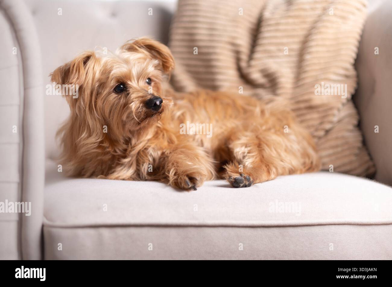 Niedlicher kleiner Hund auf einem beigefarbenen Sofa mit einem wachsamen und neugierigen Blick. Gemütliches Zuhause mit warmem Licht, neutralen Tönen und ruhiger Lifestyle-Atmosphäre. Stockfoto