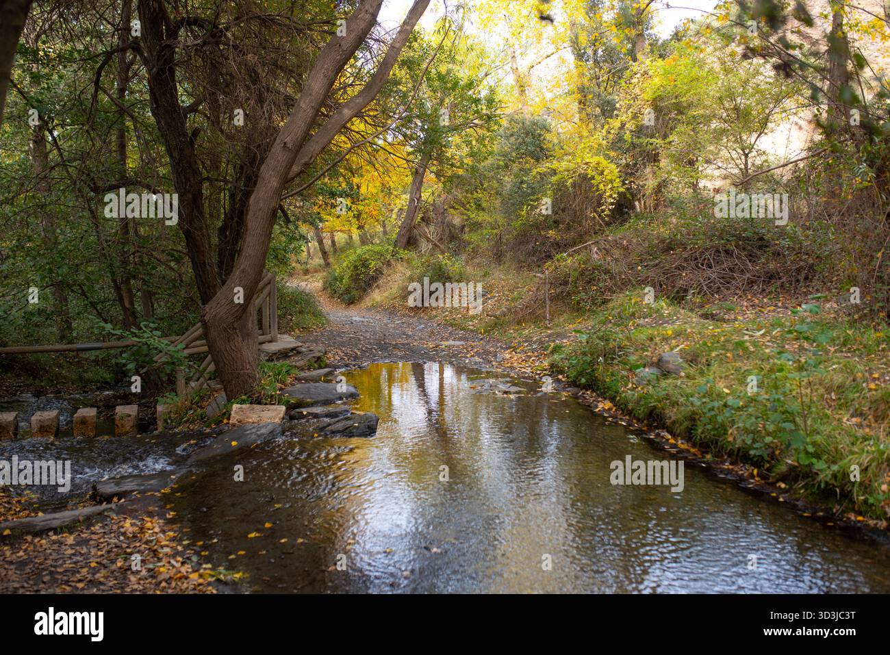Ruhiger Waldbach fließt sanft entlang eines ruhigen Weges, umgeben von lebhaftem Herbstlaub und üppigem Grün, was eine friedliche Atmosphäre schafft Stockfoto