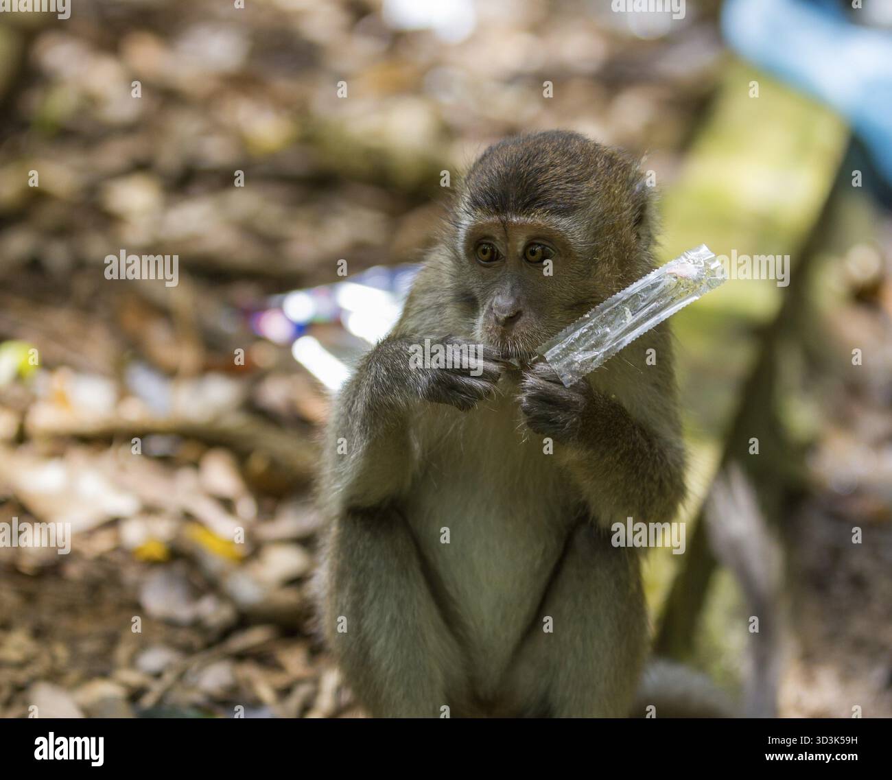 Langschwanzaffe isst Plastiktüte im Bako-Nationalpark in Kuching, Borneo, Malaysia Stockfoto