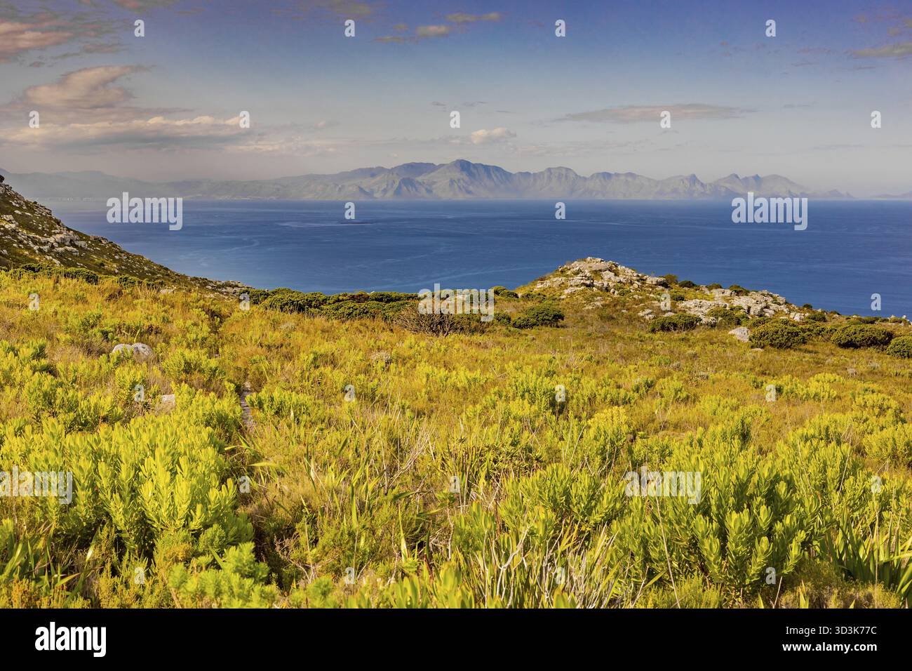 Küstenberglandschaft mit Fynbos Flora in Kapstadt Südafrika, Kapstadt, Südafrika Stockfoto