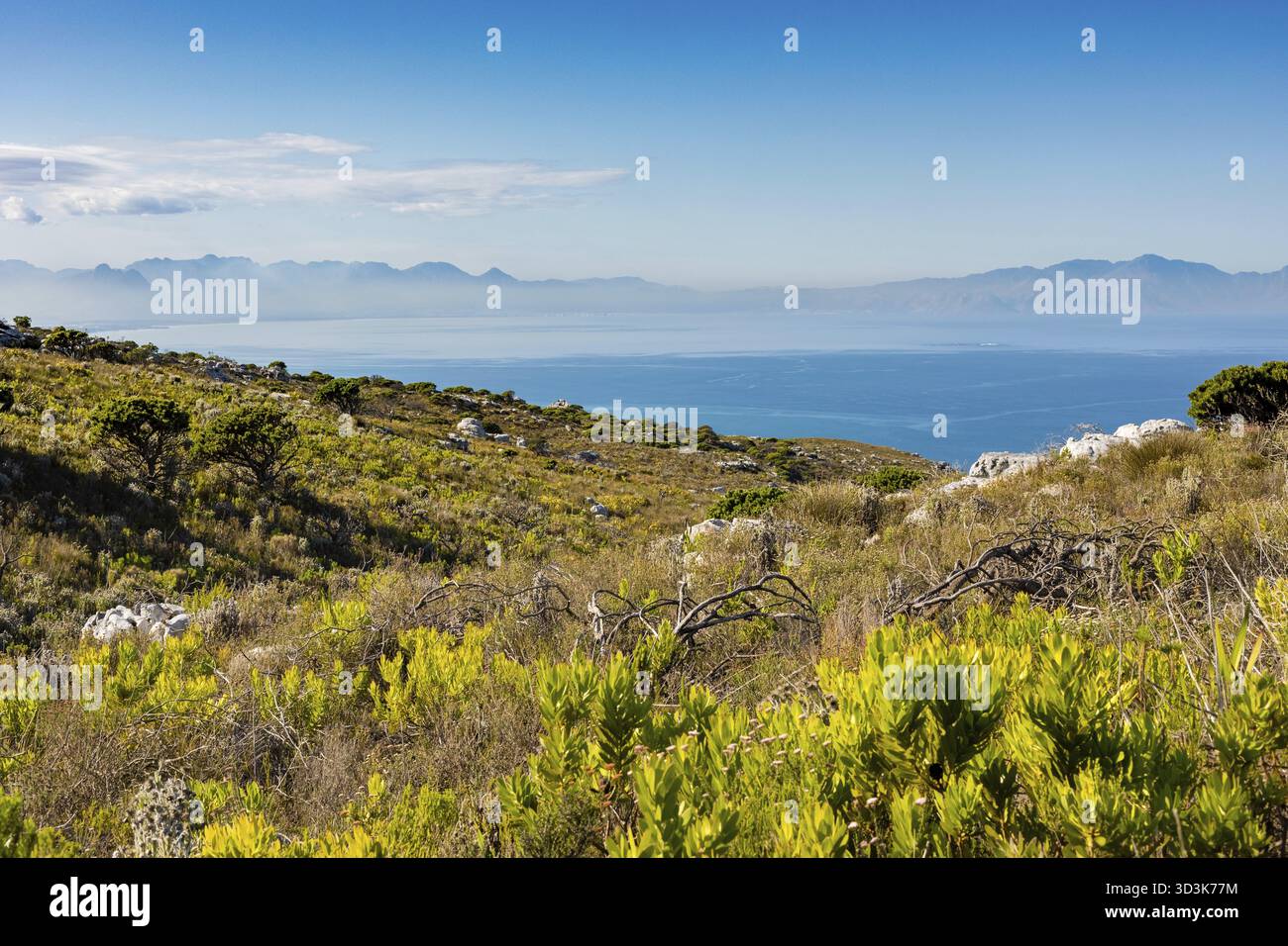 Küstengebirgslandschaft mit Fynbos-Flora in Kapstadt Südafrika Stockfoto