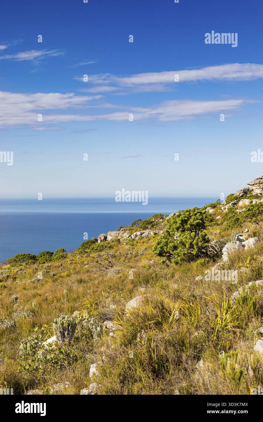 Küstengebirgslandschaft mit Fynbos-Flora in Kapstadt Südafrika Stockfoto